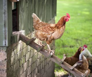 A free range hen walking down a wooden ladder from a henhouse