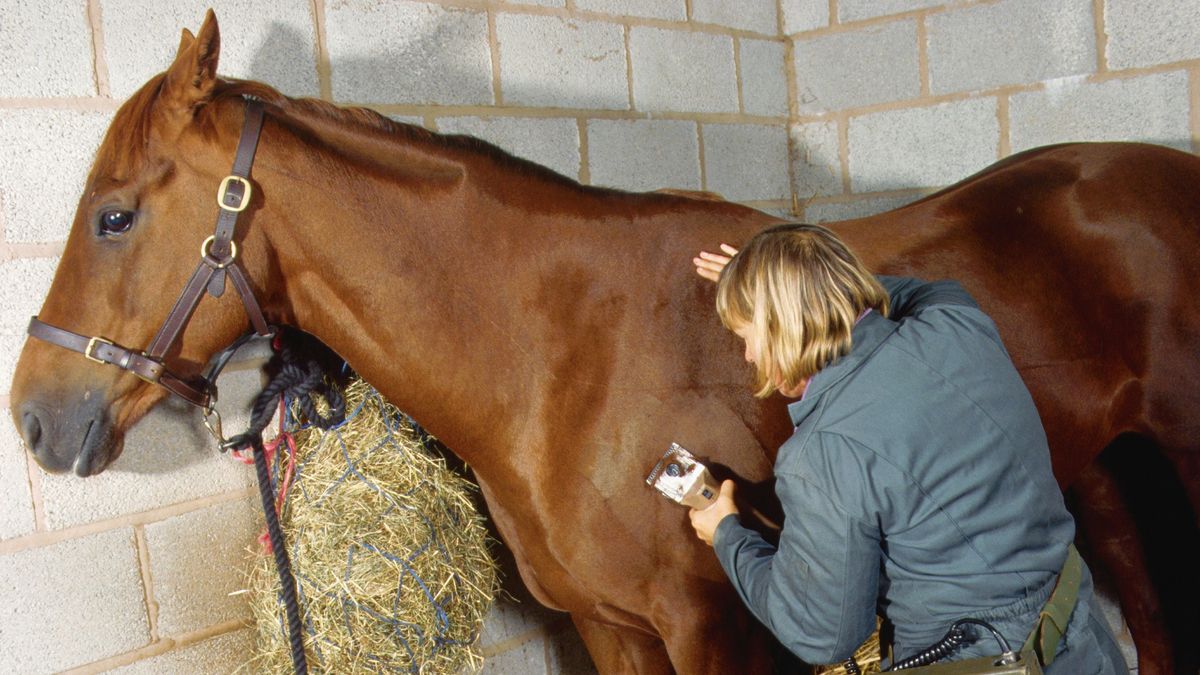 A groomer clips a horse&#039;s coat with the best horse clippers starting on the shoulder