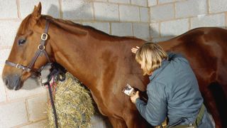 A groomer clips a horse's coat with the best horse clippers starting on the shoulder