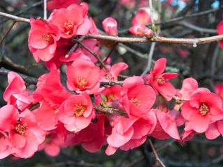 pink flowering quince