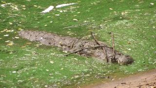 Crocodile stays still in swamp with sticks on top of its head.