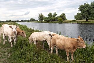 Cattle grasing at the Fens at the River Great Ouse