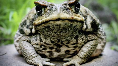 A toad