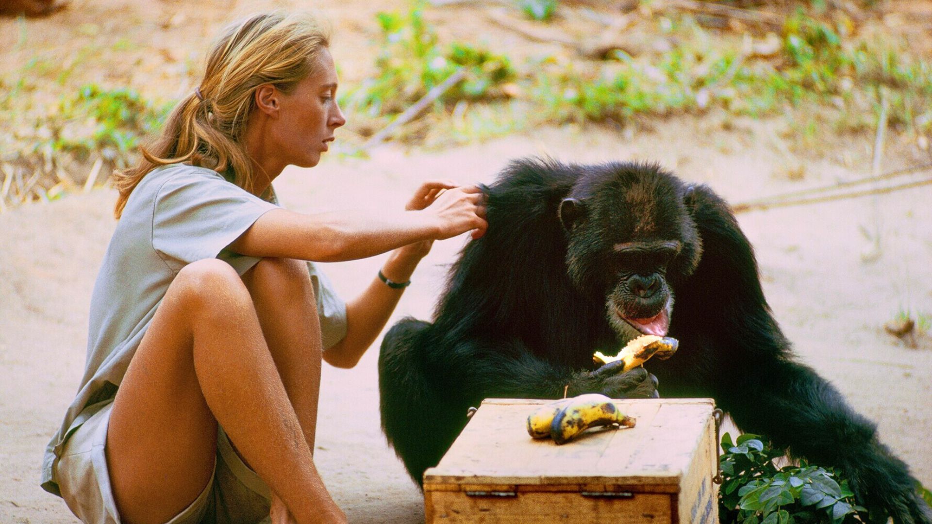 A young Jane Goodall checks the fur of a chimpanzee, who&#039;s eating a banana.