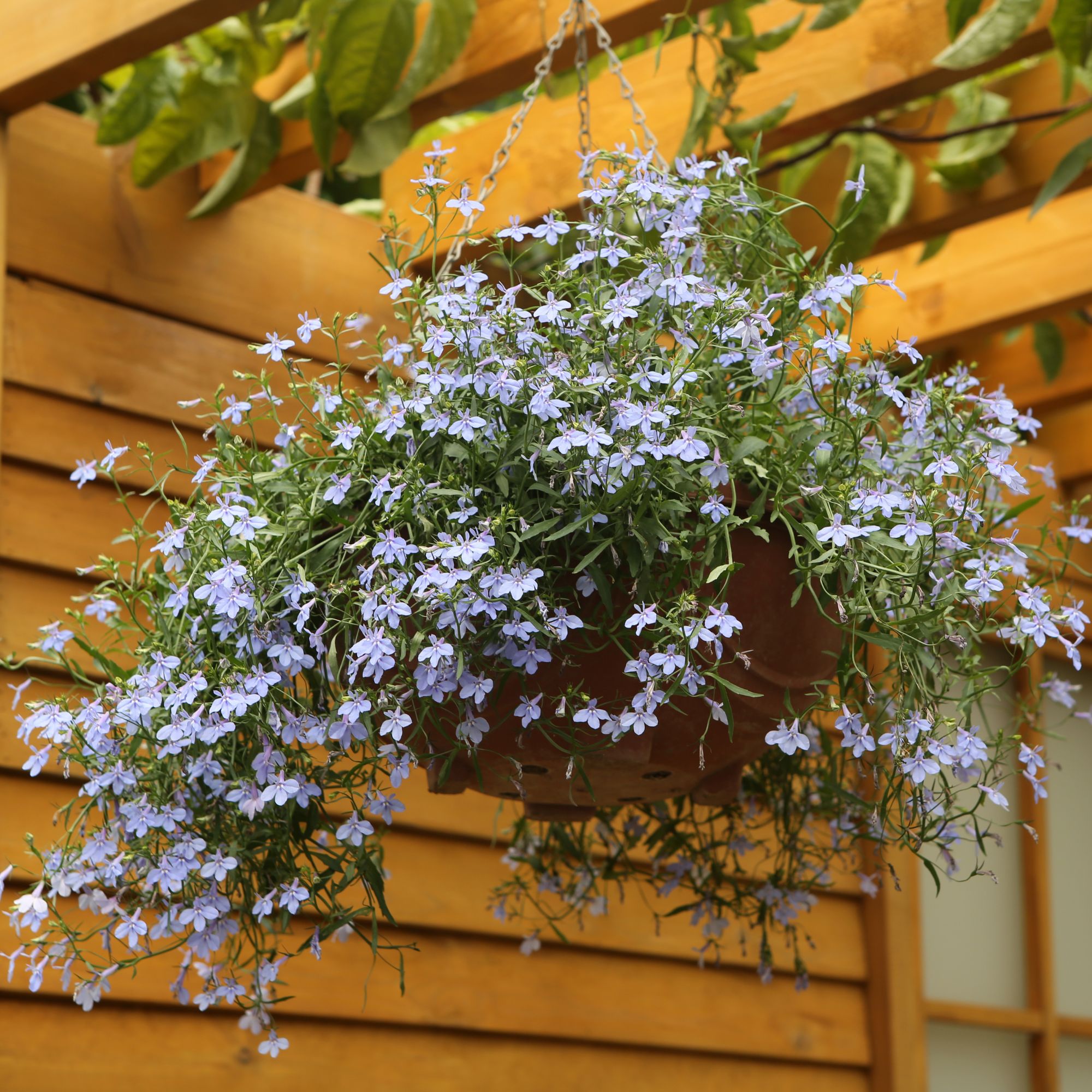 trailing lobelia in a hanging basket
