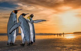 Three Kings by Wim Van Den Heever, South Africa Wim came across these king penguins on a beach in the Falkland Islands just as the sun was rising. They were caught up in a fascinating mating behaviour – the two males were constantly moving around the female using their flippers to fend the other off.