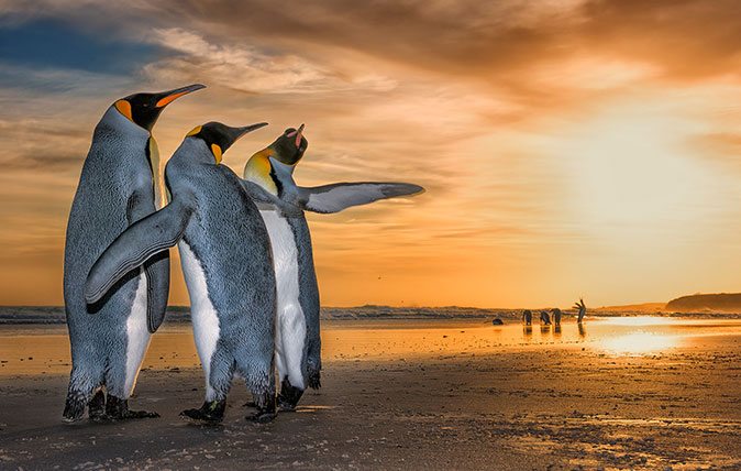 Three Kings by Wim Van Den Heever, South Africa Wim came across these king penguins on a beach in the Falkland Islands just as the sun was rising. They were caught up in a fascinating mating behaviour – the two males were constantly moving around the female using their flippers to fend the other off.