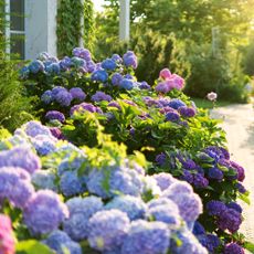 Purple, pink, and blue hydrangea shrubs along a garden path