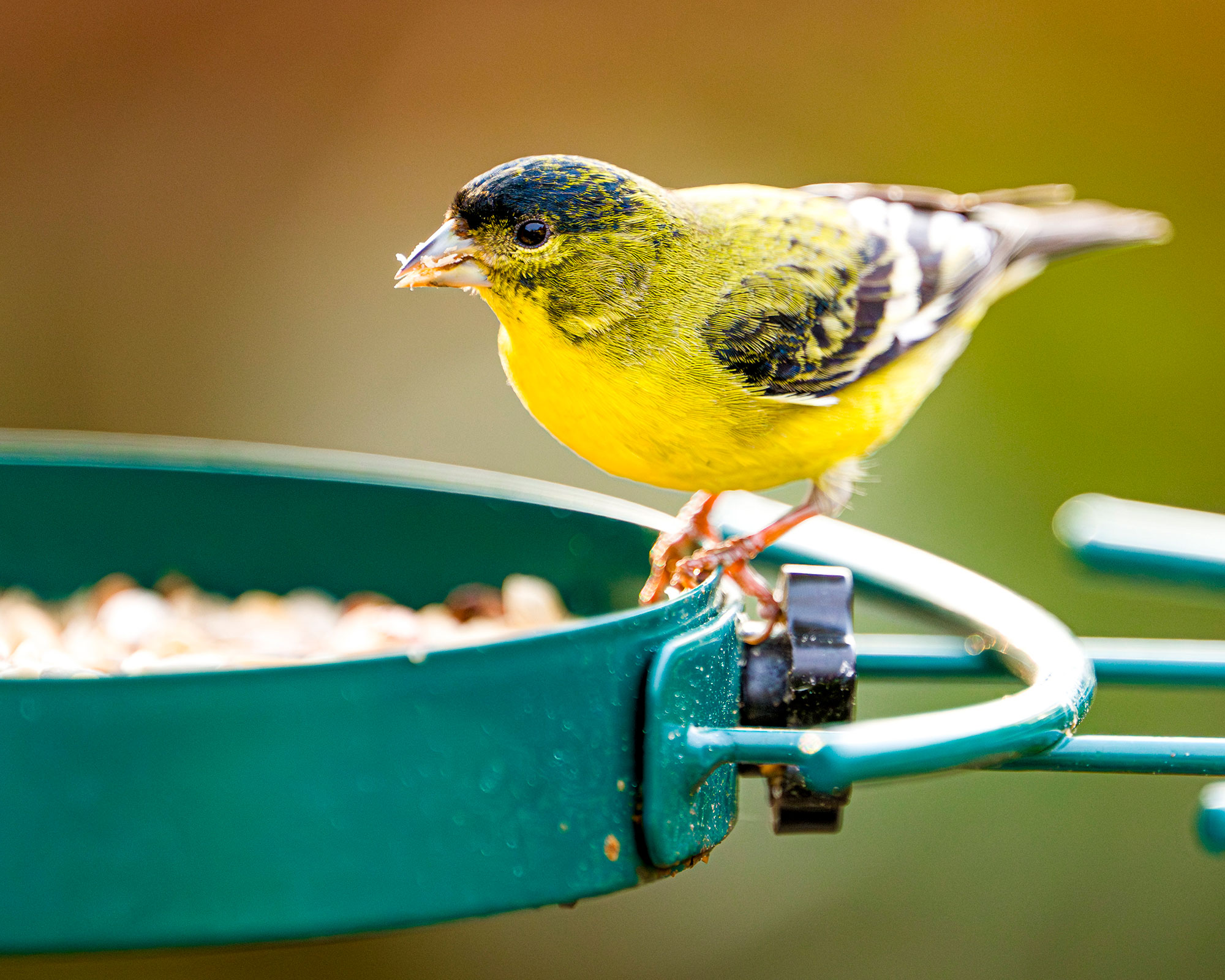 A goldfinch eats from a bird feeder at the home of Kristin Joseph in Glendora on Tuesday, February 27, 2024. After Joseph took advantage of local rebates to replace her lawn with native and drought-tolerant plants her new garden began attracting variety of local birds, humming birds, bees and a variety of other pollinators