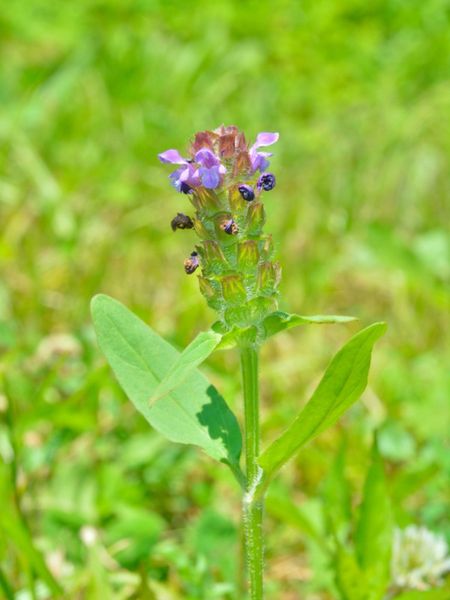 Purple Flowering Prunella; The Common Self Heal Plant