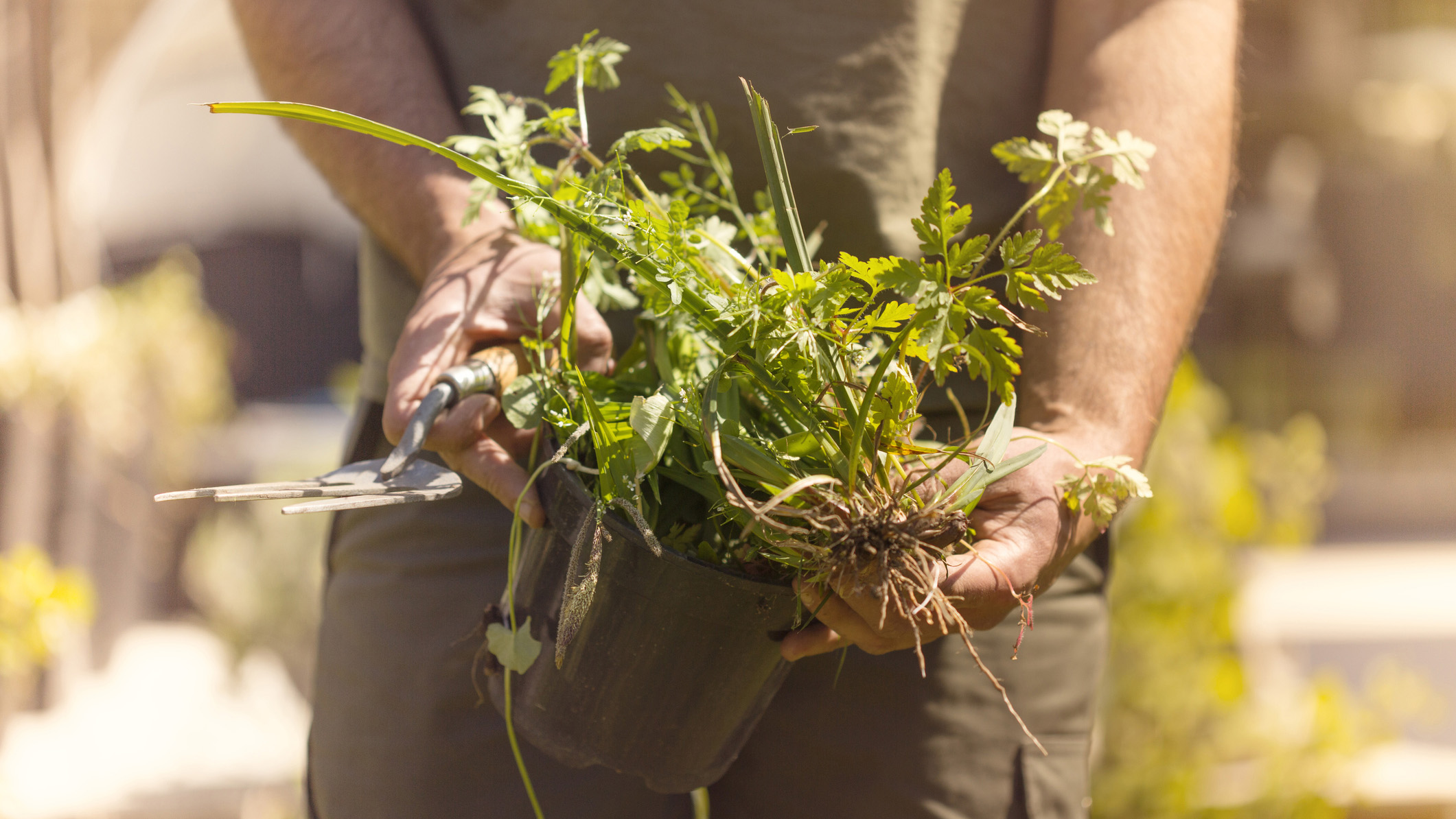 How to kill weeds in your lawn and garden: A person holds a handful of weeds