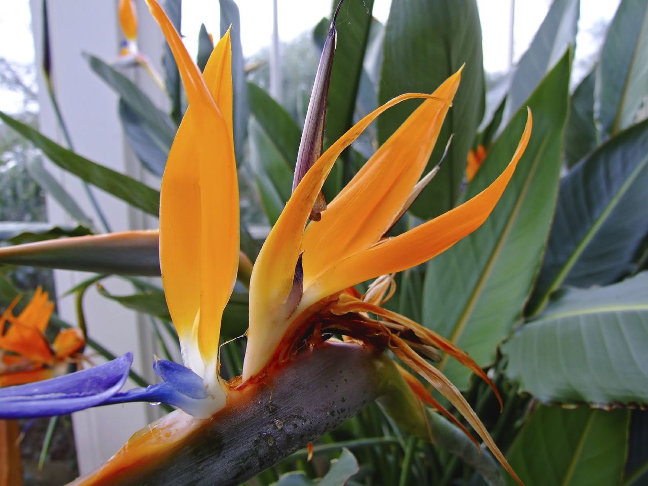 Bird Of Paradise Plant Growing Inside