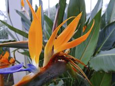 Bird Of Paradise Plant Growing Inside