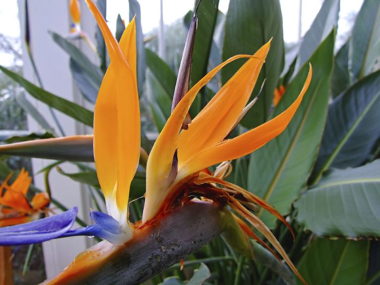 Bird Of Paradise Houseplant Care: How To Grow Bird Of Paradise Indoors ...