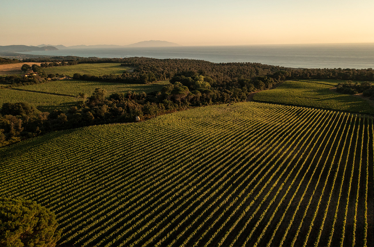 The vineyards of Tenuta Meraviglia.