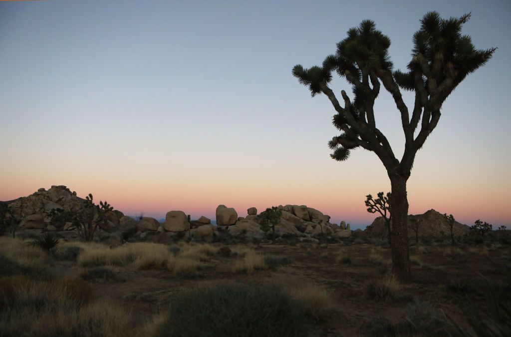 Joshua Tree National Park gets more land under a Senate bill