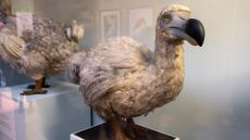 Dodo in the birds exhibition room at the Natural History Museum on 19th January 2024 in London, United Kingdom.