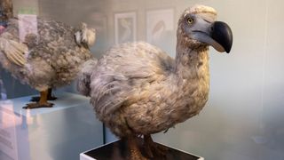 Dodo in the birds exhibition room at the Natural History Museum on 19th January 2024 in London, United Kingdom.