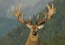 deer-antlers.jpg