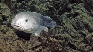 We see a blobby gray fish near a rock pile on the sea floor.