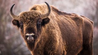 Close-up of American bison