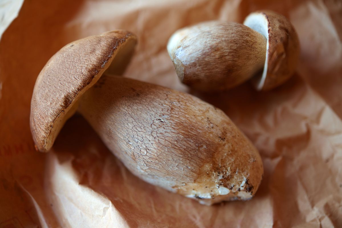 How to store mushrooms – to savor their flavor for longer
