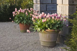 Terracotta planters with pink tulips