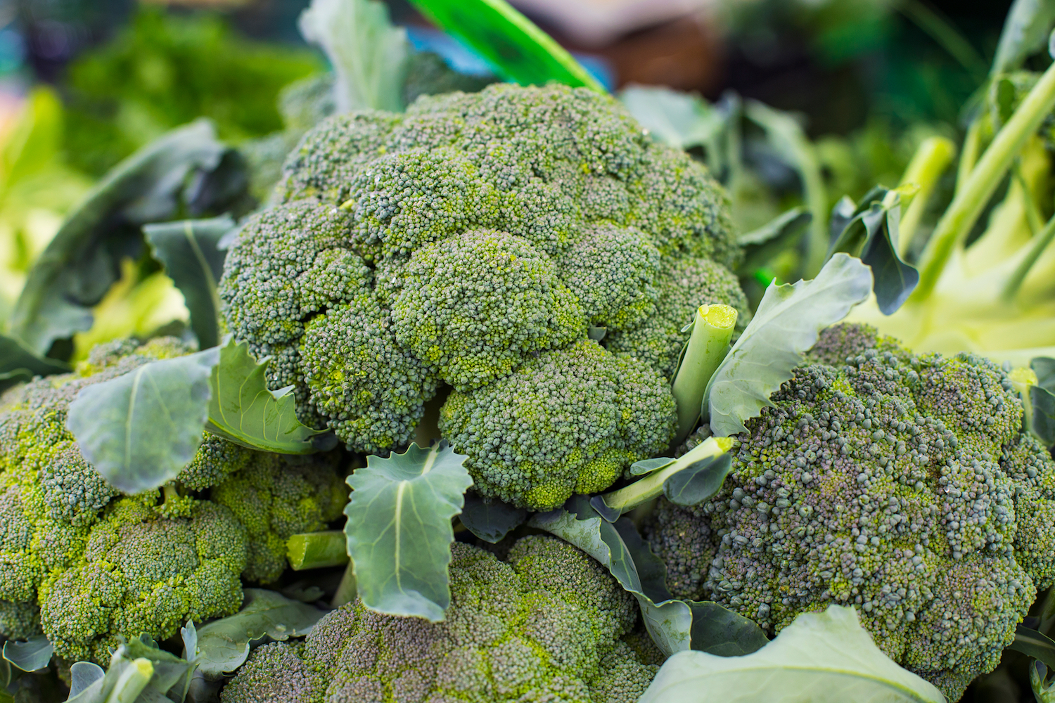 Broccoli Health Benefits, Risks & Nutrition Facts Live Science