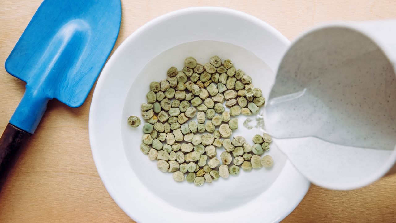 Soaking seeds in a bowl of water