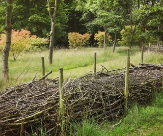 A dead hedge made of sticks