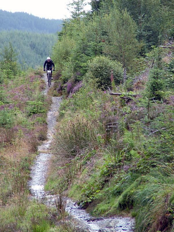 A rider rolls along on a section of singletrack.