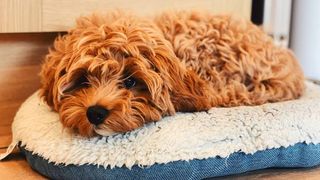 cavapoo