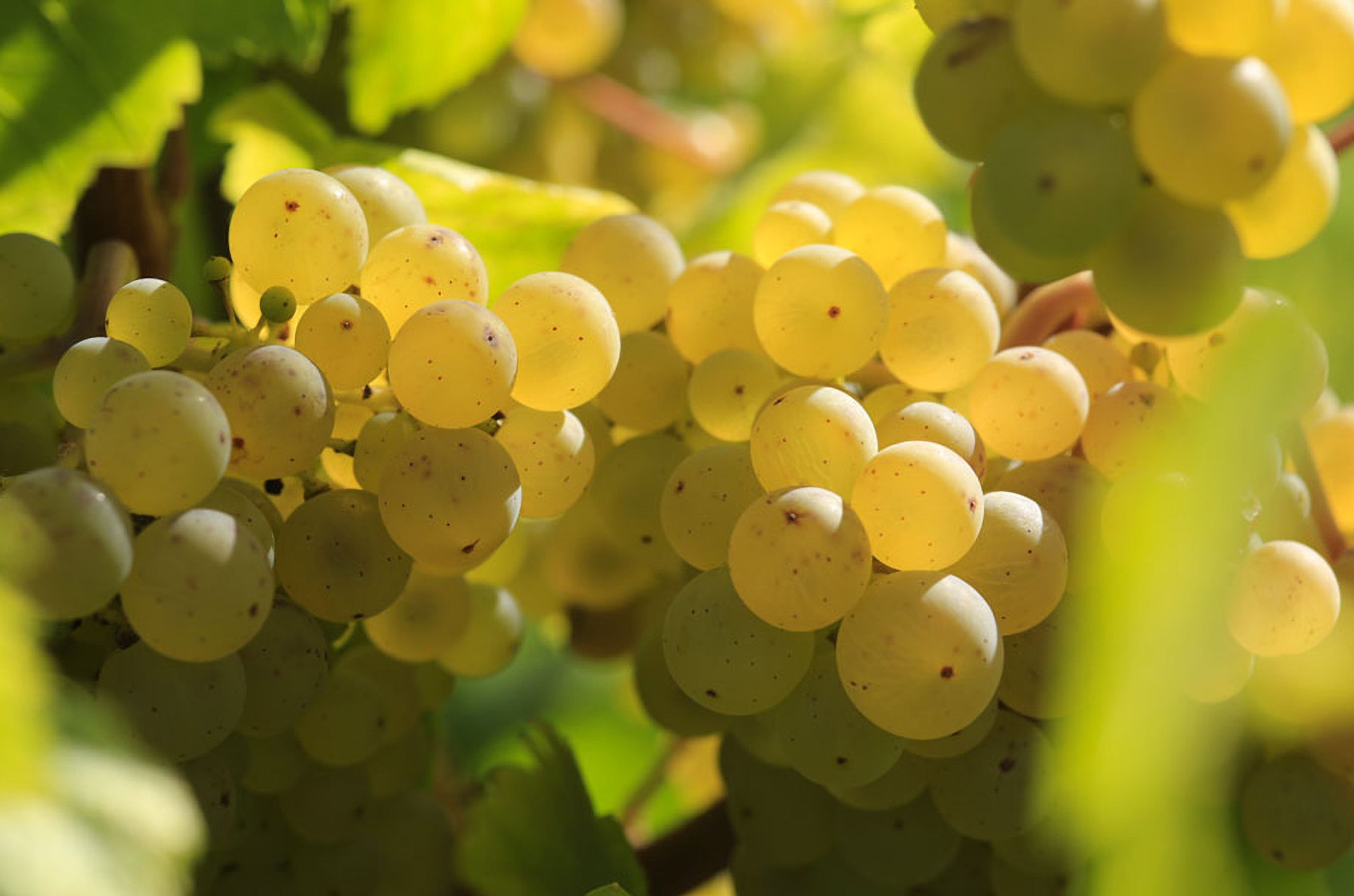 Three reasons to start drinking Albana, Romagna's signature white grape