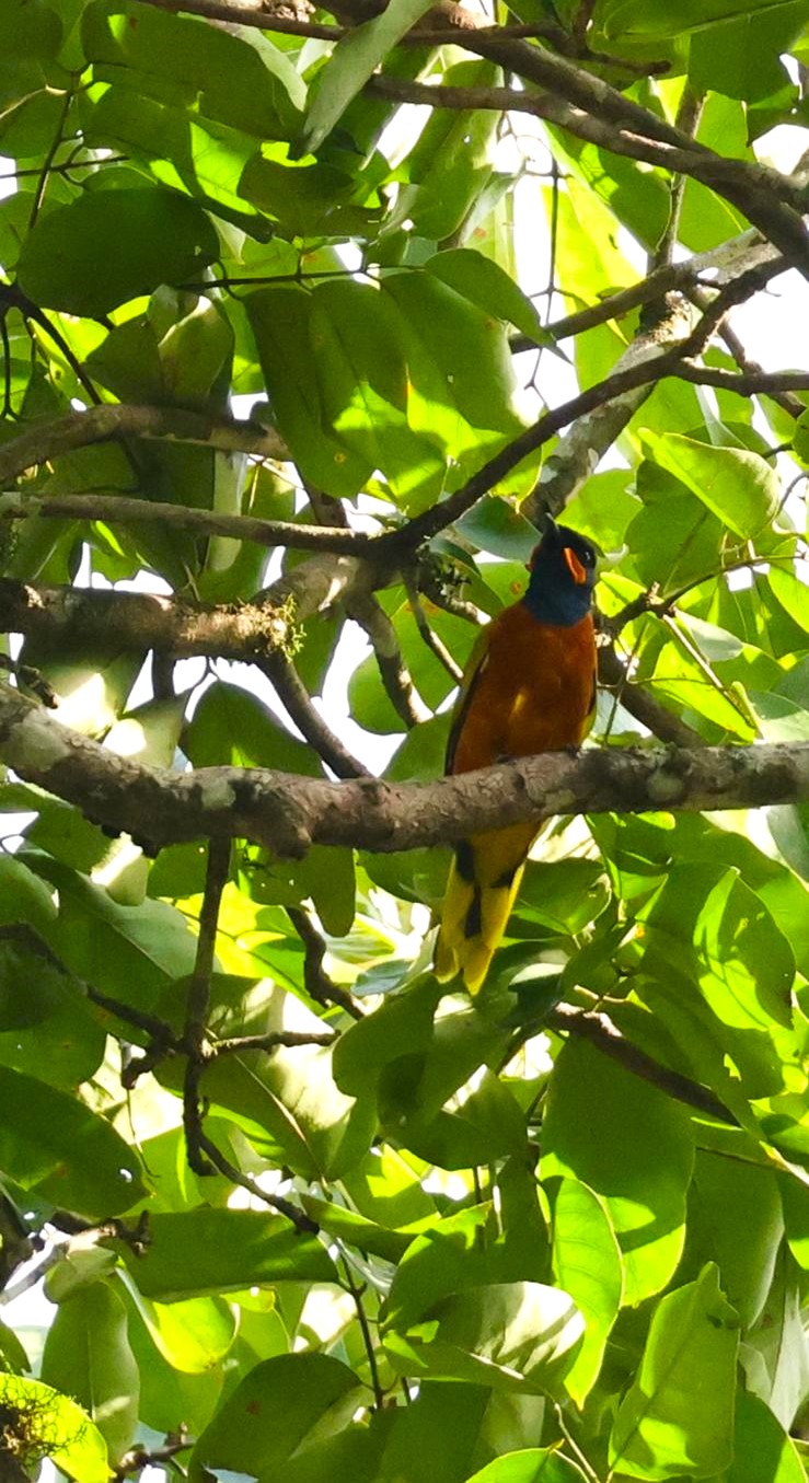 A Ghana cukooshrike in the rain forest canopy