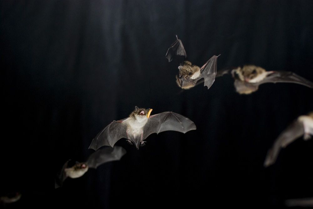 animals, bats, laryngeal calls, bat vocal cords, superfast muscles, special evolution, convergent evolution, bat calls, hunting calls, bat buzz, insect feeding, echolocation