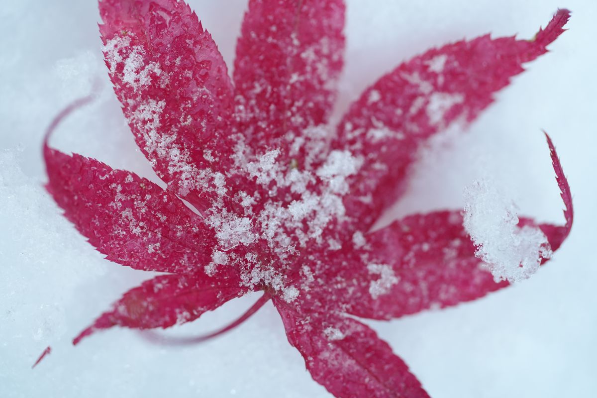 A snowy fall photograph taken with the Sony FE 100mm f/2.8 Macro GM OSS