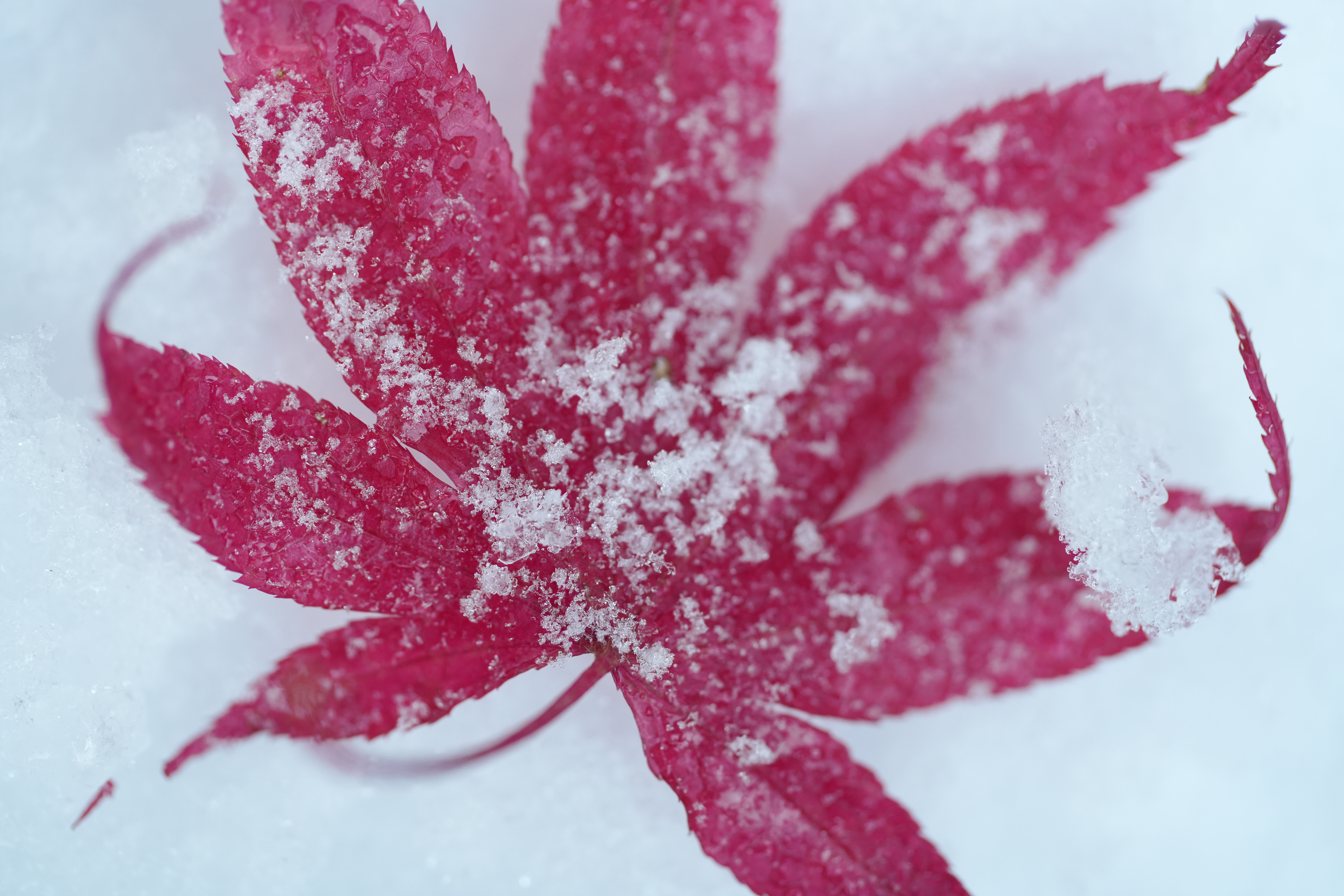 A snowy fall photograph taken with the Sony FE 100mm f/2.8 Macro GM OSS