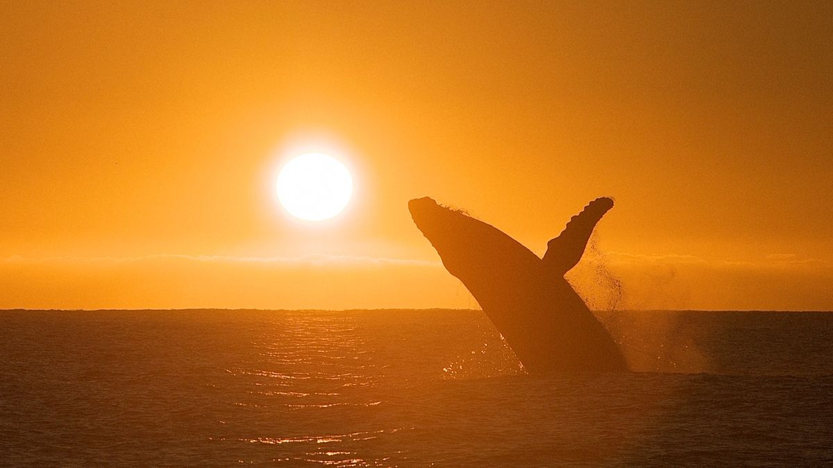 Could an impending rise in solar storms cause more whales to strand