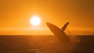 A whale jumps out of the water in front of a sunset