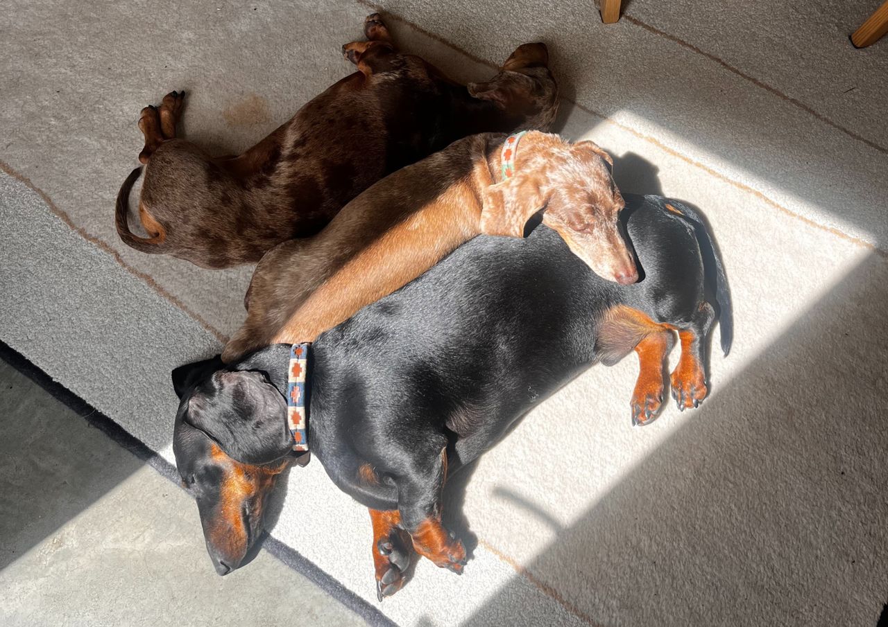 A series of photographs showing a small group of dachshunds resting and spending time together in domestic settings &mdash; lounging on sofas and blankets, curled up asleep in patches of sunlight, sitting in the open boot of a car, and standing beside a decorated Christmas tree wearing festive collars. The dogs appear in different coat colours and patterns, including smooth and dapple, pictured indoors and at home in relaxed, companionable scenes.