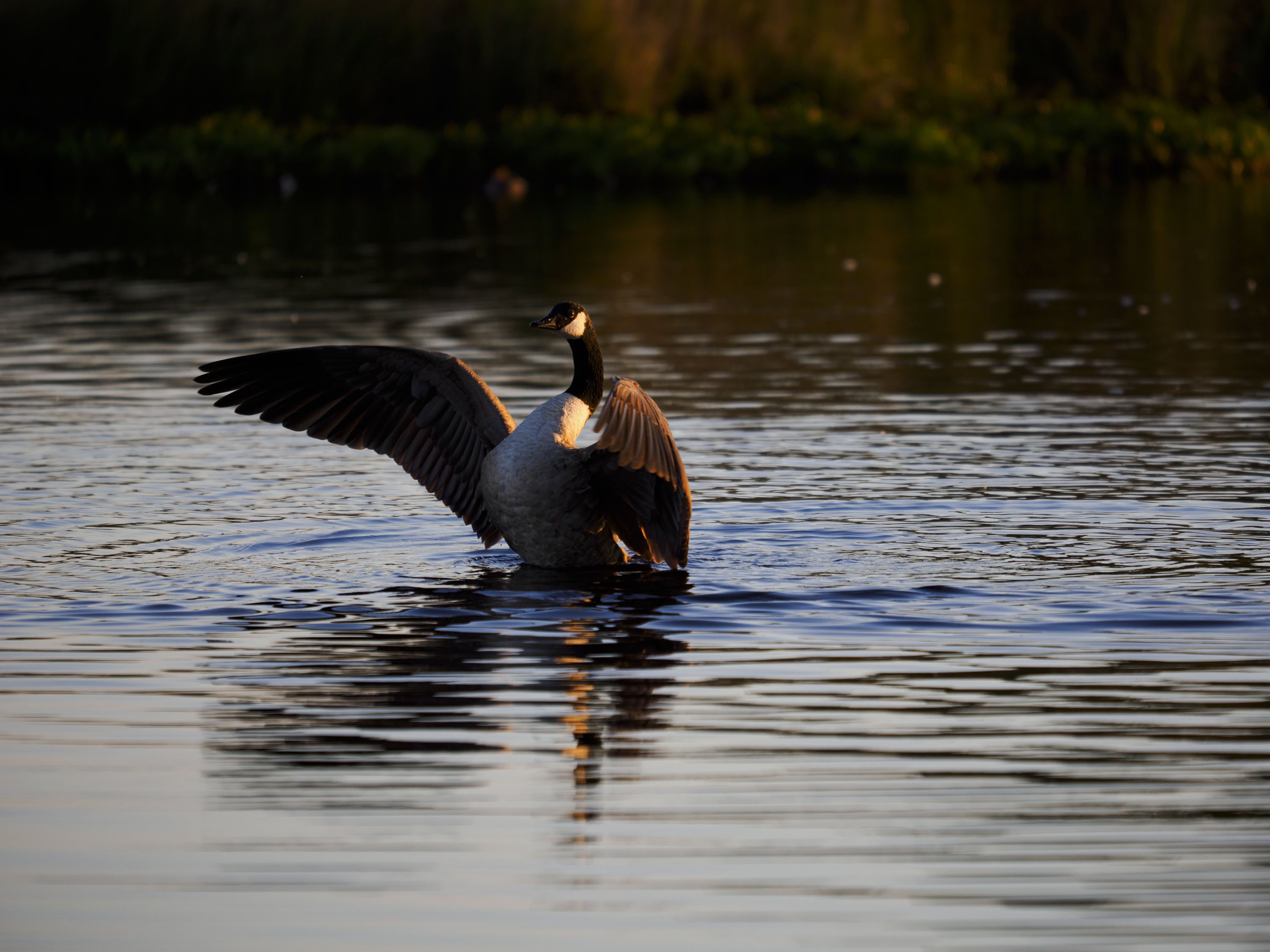 OM System 50-200mm F2.8 sample gallery: goose in water at first light