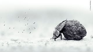 Black-and-white close-up of a dung beetle rolling a ball of dung, with tiny flies swarming nearby