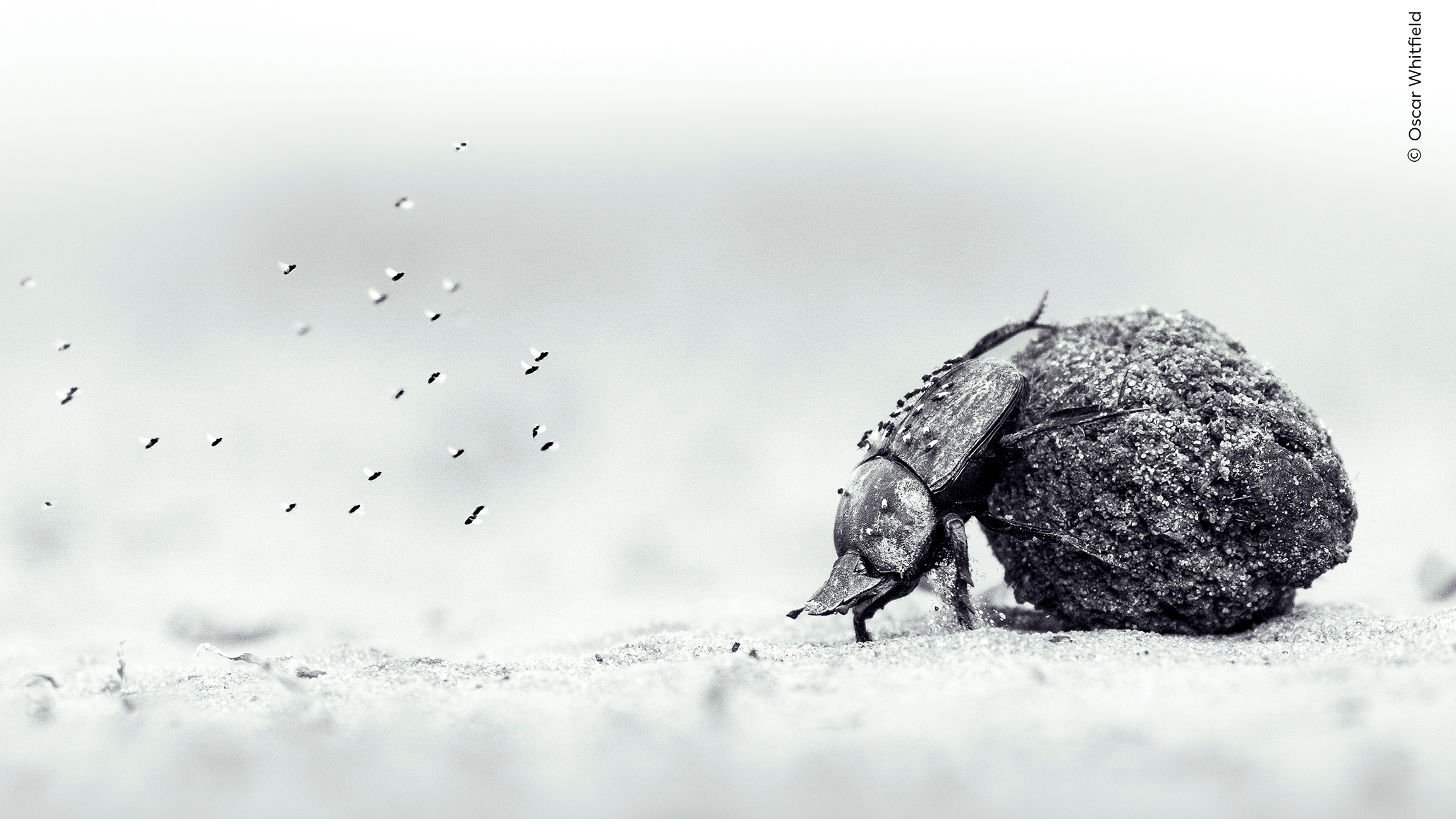 Black-and-white close-up of a dung beetle rolling a ball of dung, with tiny flies swarming nearby