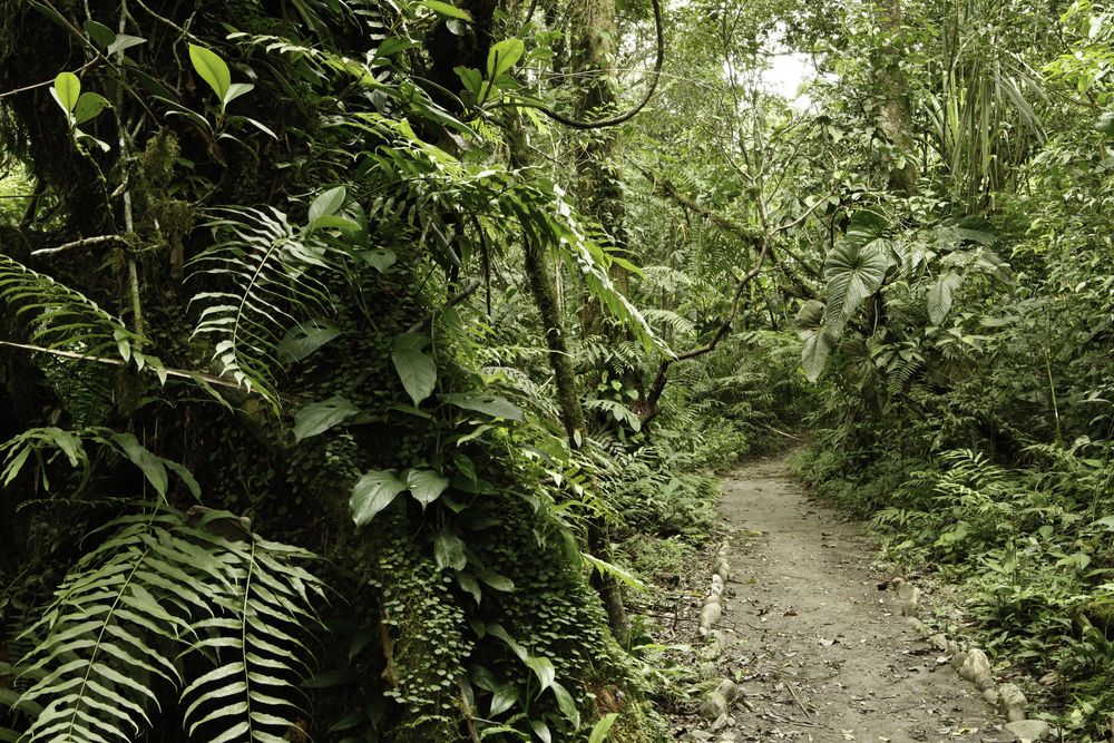 andes mountains, biodiversity