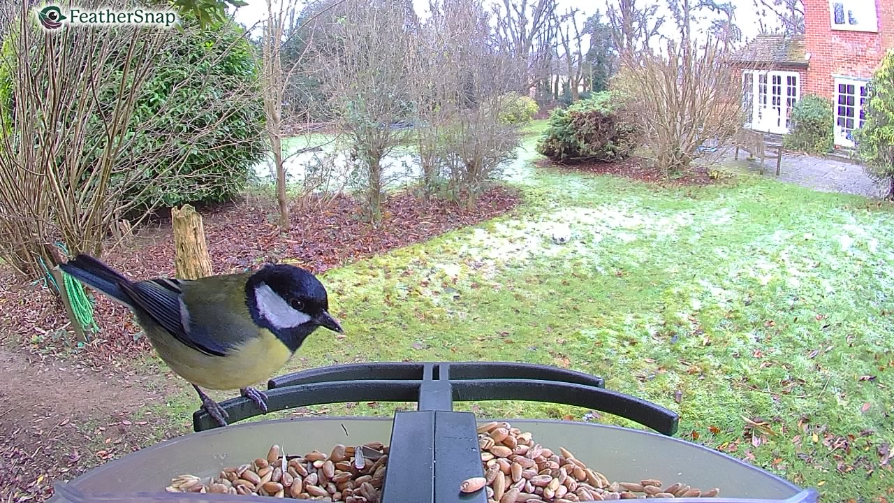 Garden bird on a bird feeder, taken with the FeatherSnap Scout bird feeder camera