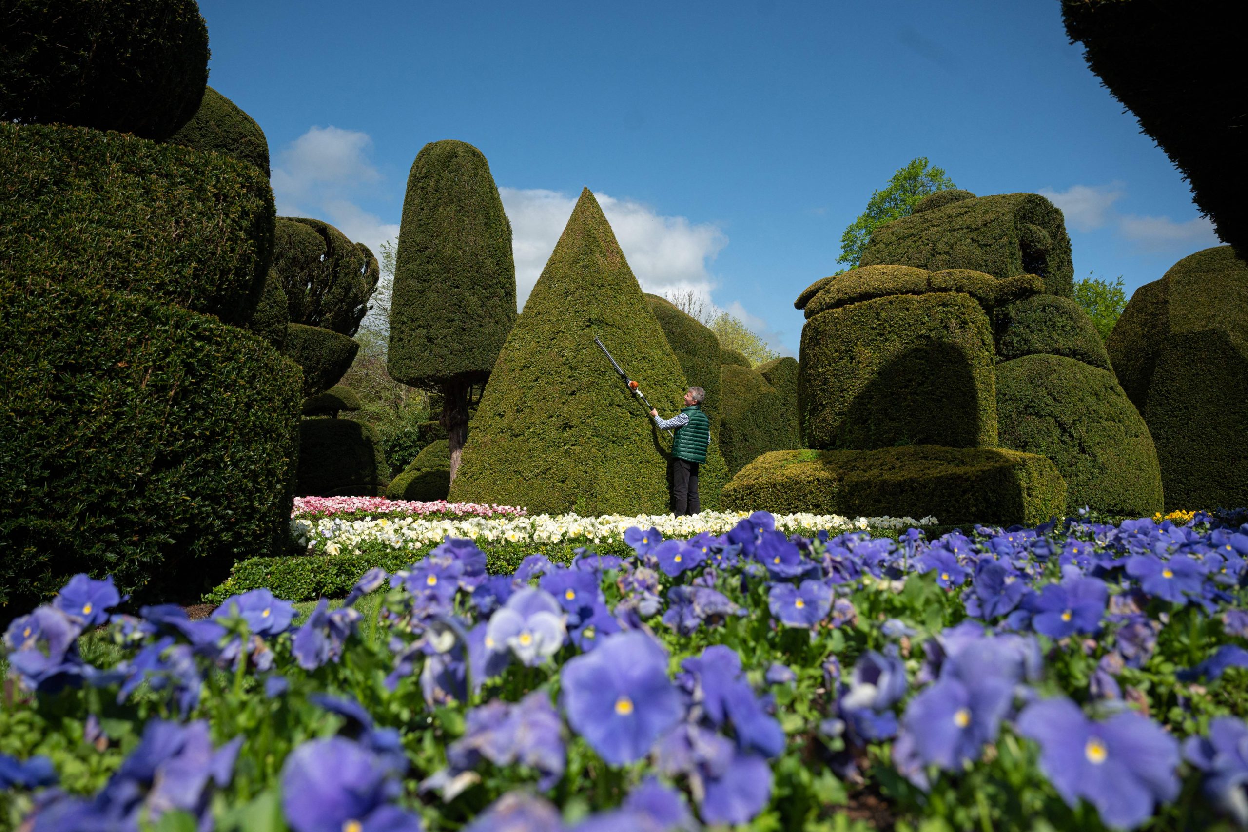 Epic scale topiary at Levens Hall, an Elizabethan stately home, near Kendal in the Lake District, with Head Gardener Chris Crowder working on part of what is believed to be the world's oldest topiary garden.