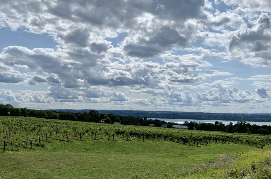 Ravines Wine Cellars - 16 Falls Vineyard