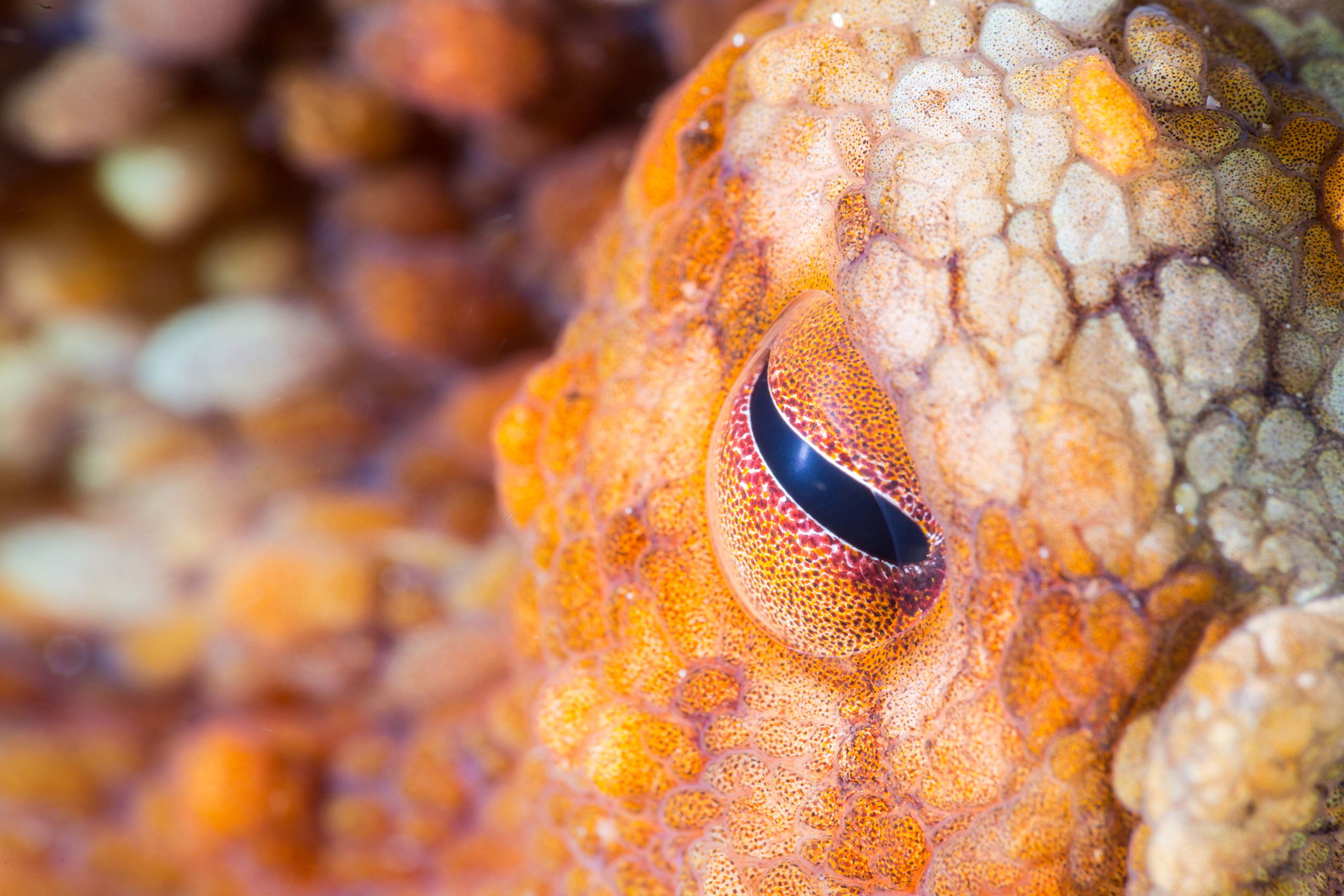 Underwater macro photo of a two-spot octopus eye (Octopus bimaculoides) at Catalina Island, California.