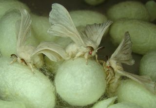 Genetically altered silkworm moths standing on top of cocoons.