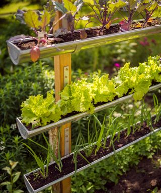 Vegetable beds in repurposed old guttering